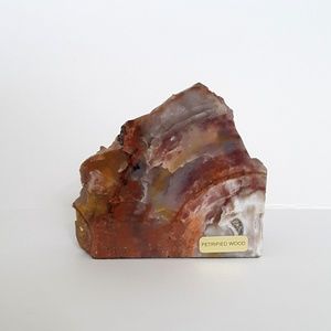 Petrified Wood With Polished Front Face